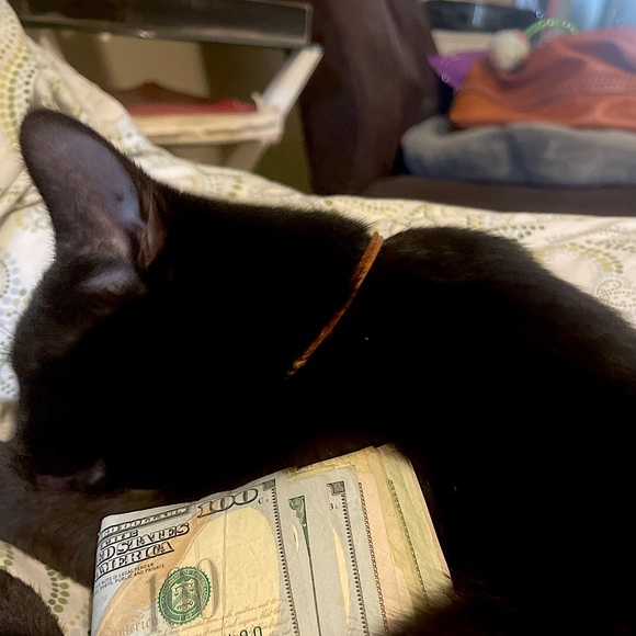 Meet your Posher, Felisha - Picture 13 of 13